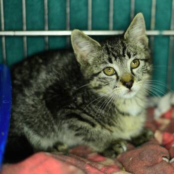 Colt -  Domestic Short Hair Cat for Adoption in Idaho Falls, Idaho - Colt | PetCurious