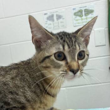 Tanya -  Domestic Medium Hair Cat for Adoption in Corpus Christi, Texas - Tanya | PetCurious