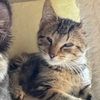 Rescue Domestic Short Hair Cats for Adoption in Newport News, Virginia - Charles | PetCurious