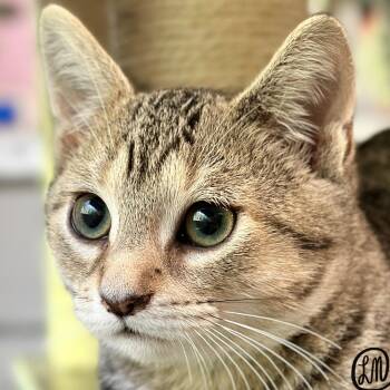 Chip -  Domestic Short Hair Cat for Adoption in Victor, New York - Chip | PetCurious