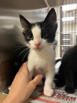 Tux -  Domestic Short Hair Cat for Adoption in Nacogdoches, Texas - Tux | PetCurious