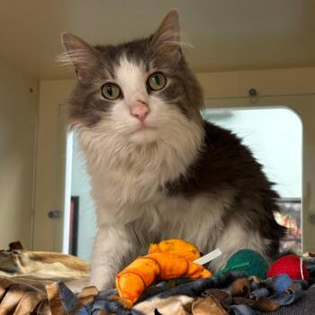 Meter -  Domestic Medium Hair Cat for Adoption in Naperville, Illinois - Meter | PetCurious