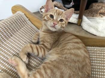 Sebastian -  Domestic Short Hair Cat for Adoption in Courtenay, British Columbia - Sebastian | PetCurious