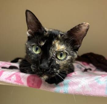 Rescue Domestic Short Hair Cats for Adoption in Atlanta, Georgia - Lady | PetCurious