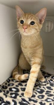 Graham Cracker -  Domestic Short Hair Cat for Adoption in Rochester, Indiana - Graham Cracker | PetCurious