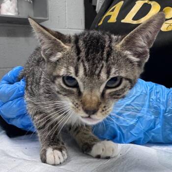 Crochet -  Domestic Short Hair Cat for Adoption in Summerville, South Carolina - Crochet | PetCurious