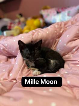 Millie Moon -  Domestic Short Hair Cat for Adoption in Johnson City, Tennessee - Millie Moon | PetCurious
