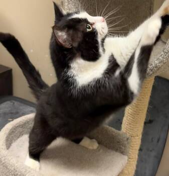Domestic Short Hair Cats Available for Adoption in Herndon, Virginia - Charlie (tuxedo) | PetCurious