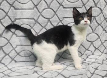 260974  Kate -  Domestic Short Hair Cat for Adoption in Wetumpka, Alabama - 260974  Kate | PetCurious