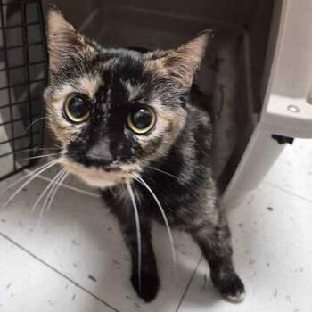 Otter Pops -  Domestic Short Hair Cat for Adoption in Davenport, Iowa - Otter Pops | PetCurious