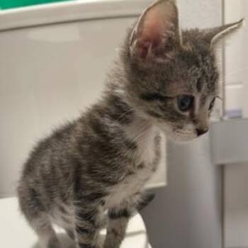 Rescue Tabby Cats for Adoption in Lodi, California - Pat | PetCurious
