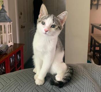 Rescue Domestic Short Hair Cats for Adoption in Saint François Xavier, Manitoba - Petunia Aka Fiona | PetCurious