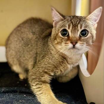 Rescue American Shorthair Cats for Adoption in Abbotsford, British Columbia - Phoenyx | PetCurious