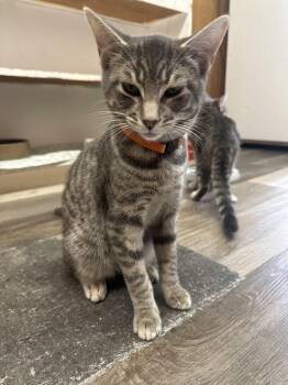 Domestic Short Hair Cats Available for Adoption - Woody | PetCurious