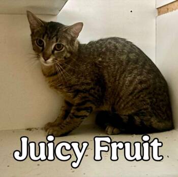 Juicy Fruit -  Domestic Short Hair Cat for Adoption in Hillsboro, Ohio - Juicy Fruit | PetCurious