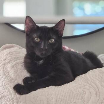 BINX -  Domestic Short Hair Cat for Adoption in Pompton Lakes, New Jersey - BINX | PetCurious