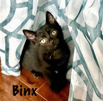 Rescue Domestic Short Hair Cats for Adoption in Charlotte, North Carolina - Binx | PetCurious