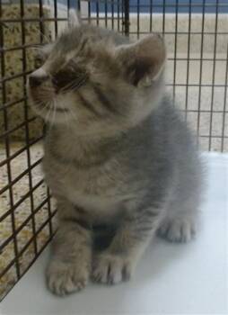 Domestic Short Hair Cats Available for Adoption in Doral, Florida - CAPITAN JACK | PetCurious
