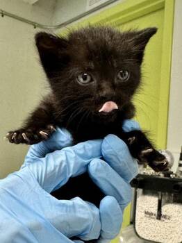 Voyager -  Domestic Short Hair Cat for Adoption in Daytona Beach, Florida - Voyager | PetCurious