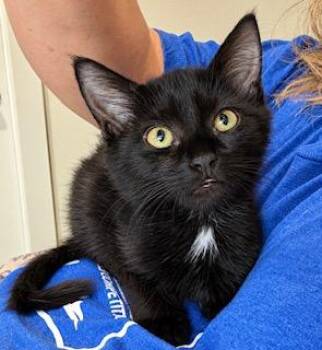 Chainsaw -  Domestic Medium Hair Cat for Adoption in Houston, Texas - Chainsaw | PetCurious