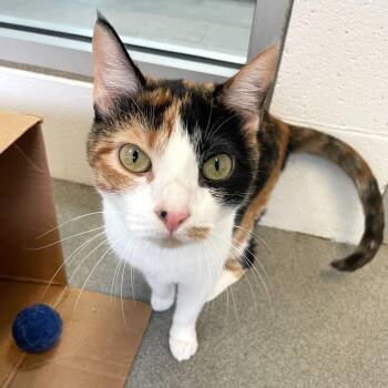 Domestic Short Hair Cats Available for Adoption - Bean Melody | PetCurious