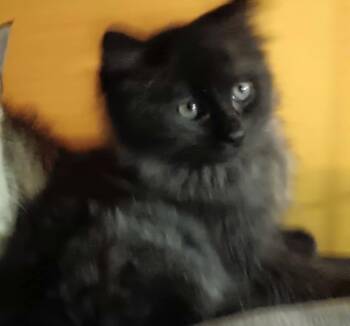 Rescue Domestic Medium Hair Cats for Adoption in Bethpage, New York - Salem | PetCurious