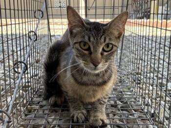 FOOTHILL4 -  Domestic Short Hair Cat for Adoption in Rancho Cucamonga, California - FOOTHILL4 | PetCurious
