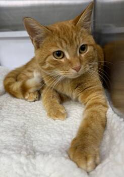 Rescue Domestic Short Hair Cats for Adoption in Lagrange, Indiana - Garfield | PetCurious