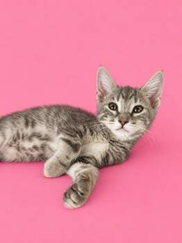 Jody Girl -  Domestic Short Hair Cat for Adoption in Detroit, Michigan - Jody Girl | PetCurious
