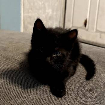 Marlin -  Domestic Short Hair Cat for Adoption in Los Angeles, California - Marlin | PetCurious