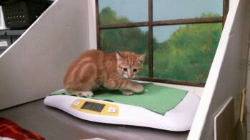 BOBBY -  Domestic Short Hair Cat for Adoption in Houston, Texas - BOBBY | PetCurious