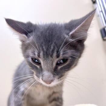 Orion -  Domestic Short Hair Cat for Adoption in Woodinville, Washington - Orion | PetCurious