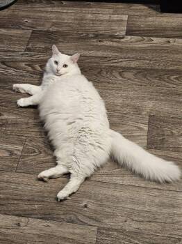 Mabel -  Domestic Long Hair and Turkish Angora Cat for Adoption in Evergreen, Colorado - Mabel | PetCurious