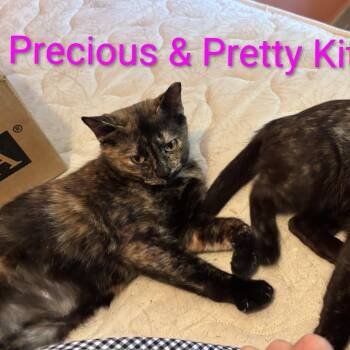 Precious bonded with Pretty Kitten -  Domestic Short Hair Cat for Adoption in Carmel, Indiana - Precious Bonded With Pretty Kitten | PetCurious