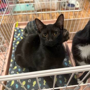 Rescue Domestic Short Hair Cats for Adoption in Port Richey, Florida - Bonnie | PetCurious