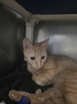 Butterscotch -  Domestic Short Hair Cat for Adoption in Morristown, New Jersey - Butterscotch | PetCurious
