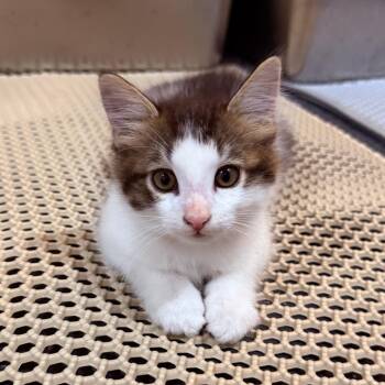 Summer Crock -  Domestic Short Hair Cat for Adoption in Eagle Mountain, Utah - Summer Crock | PetCurious