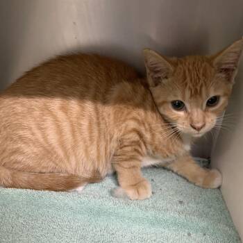 Gladiolus (white collar) -  Domestic Short Hair Cat for Adoption in Baltimore, Maryland - Gladiolus (white Collar) | PetCurious