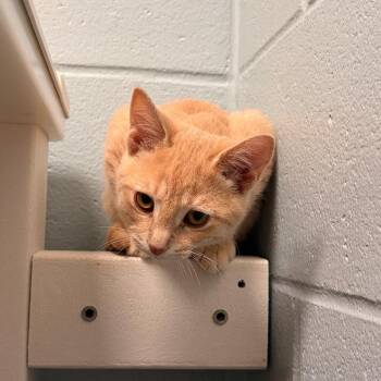 Merrin -  Domestic Short Hair Cat for Adoption in Walker, Michigan - Merrin | PetCurious