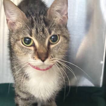 Rescue Domestic Short Hair Cats for Adoption in Lakeland, Florida - Rocket | PetCurious