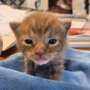 Miso -  Domestic Short Hair Cat for Adoption in Desert Hot Springs, California - Miso | PetCurious