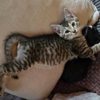 Kendall -  American Shorthair Cat for Adoption in Beloit, Ohio - Kendall | PetCurious