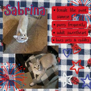 Sabrina -  Siamese Cat for Adoption in Hollister, California - Sabrina | PetCurious