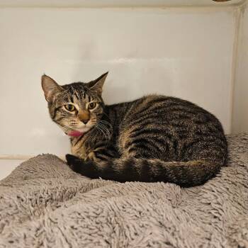 Domestic Short Hair Cats Available for Adoption - Augustine | PetCurious