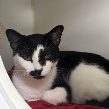 Charlie Catty -  Domestic Short Hair Cat for Adoption in Reisterstown, Maryland - Charlie Catty | PetCurious
