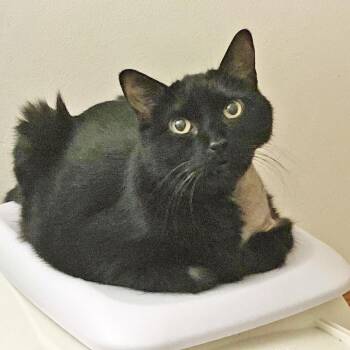 Domestic Short Hair Cats Available for Adoption in Oshkosh, Wisconsin - Arthur - Looking For Someone To Nap With | PetCurious