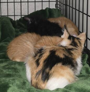 Rescue Domestic Short Hair Cats for Adoption in Anderson, Indiana - Apple | PetCurious