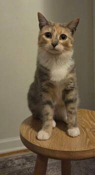 Domestic Short Hair Cats Available for Adoption in West Mifflin, Pennsylvania - Sabbia | PetCurious