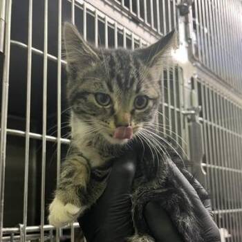 PSL -  Domestic Medium Hair Cat for Adoption in Murray, Utah - PSL | PetCurious