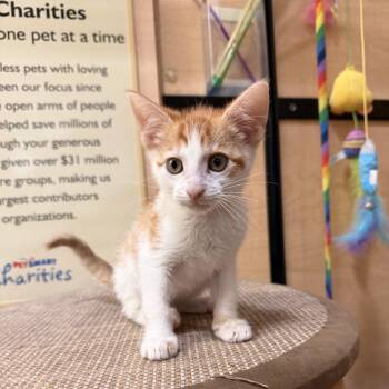 Domestic Short Hair Cats Available for Adoption in Kyle, Texas - APPLAUSE | PetCurious